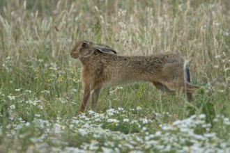 European brown hare (Lepus europaeus) adult animal stretching in a farmland field in summer,