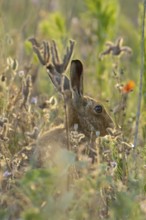 European brown hare (Lepus europaeus) adult animal in a farmland field amongst wild flowers in