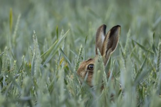 European brown hare (Lepus europaeus) adult animal in a farmland wheat crop field in summer,