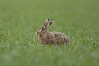 European brown hare (Lepus europaeus) adult animal feeding in a farmland cereal crop field in