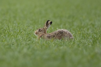 European brown hare (Lepus europaeus) adult animal in a farmland cereal crop field in springtime,
