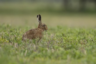 European brown hare (Lepus europaeus) adult animal feeding in a farmland field in springtime,