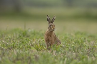 European brown hare (Lepus europaeus) adult animal in a farmland field in springtime, England,