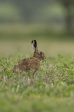 European brown hare (Lepus europaeus) adult animal feeding in a farmland field in springtime,