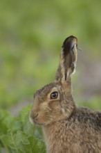 European brown hare (Lepus europaeus) adult animal in a arable farm sugar beet crop field in