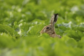 European brown hare (Lepus europaeus) adult animal in a arable farm sugar beet crop field in