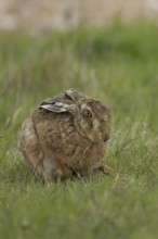 European brown hare (Lepus europaeus) adult animal in a farmland field in springtime, England,