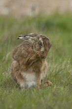 European brown hare (Lepus europaeus) adult animal washing its foot in a farmland field in