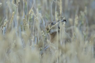 European brown hare (Lepus europaeus) adult animal eating a wheat sheath in a farmland field in