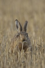 European brown hare (Lepus europaeus) adult animal eating a wheat sheath in a farmland field in