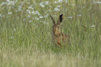European brown hare (Lepus europaeus) adult animal in a grassland field in summer, England, United