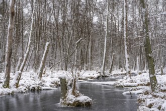Landscape covered by snow with fallen trees on the Briese river in the forest in winter, landscape