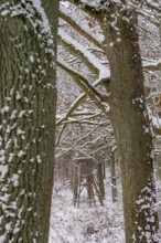 High seat in snow-covered forest landscape in winter, Briesetal, Barnim nature park Park,