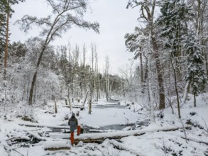 Aerial view, drone photo: Man hiking standing in the snow on a fallen tree trunk on the Briese