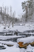 Landscape covered by snow with fallen trees on the Briese river in the forest in winter, landscape