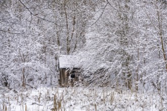 Abandoned wooden hut in snow-covered forest landscape in winter, Briesetal, Barnim nature park