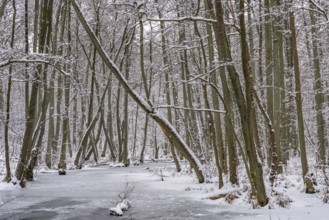 Landscape covered by snow on the Briese river in the forest in winter, landscape dammed by beavers,
