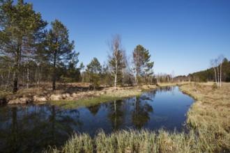 Ellbach im Ellbachmoor, high moor with pines and birches, Bad Tölz, Upper Bavaria, Germany