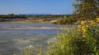 Morgenstimmung an der Isar, Pupplinger Au, Isar floodplain, Alpine panorama, Upper Bavaria, Germany