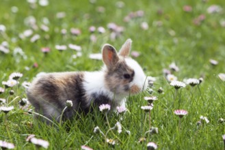 Rabbit (Oryctolagus cuniculus), on a flower meadow in the garden, daisy (Bellis perennis), Upper