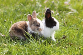 Rabbits (Oryctolagus cuniculus), on flower meadow in garden, Upper Bavaria, Germany / Rabbits