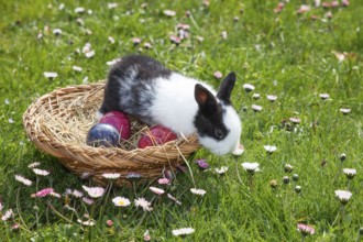 Rabbit (Oryctolagus cuniculus) in Easter nest on flower meadow in the garden, daisy (Bellis