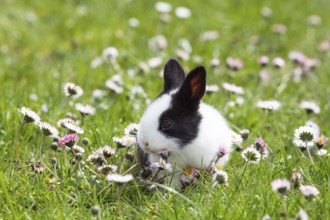 Rabbit (Oryctolagus cuniculus), in flower meadow in the garden, daisy (Bellis perennis), Upper
