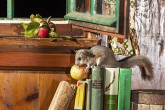 Dormouse (Glis glis), eating apple in garden shed, Upper Bavaria, Germany / Fat Dormouse (Glis