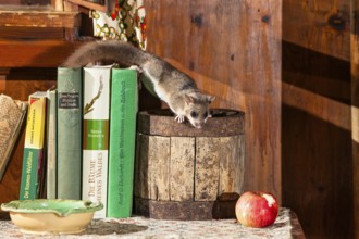 Dormouse (Glis glis), in garden shed, hut, Upper Bavaria, Germany