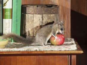 Dormouse (Glis glis), eating apple in garden shed, hut, Upper Bavaria, Germany