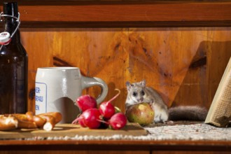 Dormouse (Glis glis), having a snack in a garden shed, hut, Upper Bavaria, Germany