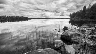Dramatic black and white photo of a lake with rocks and reeds, Lapland, Finland