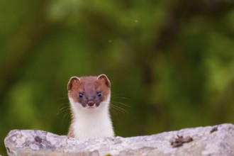 Båtsfjord, Troms, Norway, A curious stoat (Mustela erminea) looks over a stone wall against a