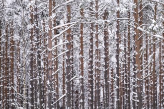 Snowy pine forest, Jönköping, Jönköpings län, Sweden