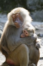 Mantled baboons (Papio hamadryas), mother with baby, zoo, Africa, captive