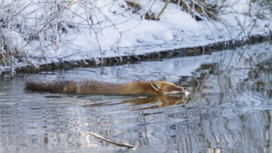 Red fox (Vulpes vulpes), swimming through river in winter, Upper Bavaria, Germany