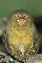 Pygmy marmoset, Callithrix pygmaea, Cebulla, rainforest, South America, captive