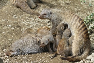 Zebra mongoose (Mungos mungo), family with babies, suckling, Africa, captive