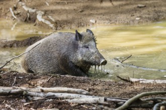 Wild boar (Sus scrofa), sow in wallow, female, Upper Bavaria, Germany
