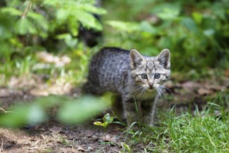Young European wildcat (Felis silvestris), Bavarian Forest National Park, Lower Bavaria, Germany,
