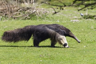 Giant anteater (Myrmecophaga tridactyla), South America, zoo, captive