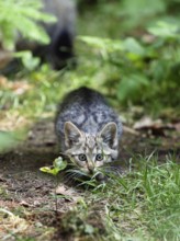 Young European wildcat (Felis silvestris), lurking, creeping up, Bavarian Forest National Park,