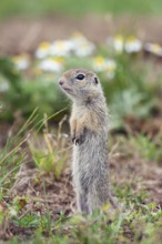 Young male ground squirrel (Spermophilus citellus), eastern Slovakia