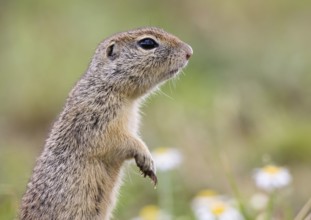 Squirrel making males (Spermophilus citellus), Eastern Slovakia