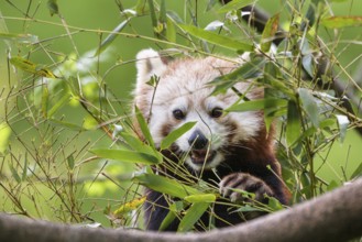 Red panda (Ailurus fulgens), eats bamboo, China, zoo, captive