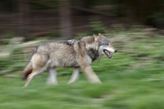European (Canis lupus), wolf running, movement, Germany, Europe, captive
