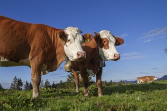 Cows on the Alm, Dairy Cows, Alps, Upper Bavaria, Germany