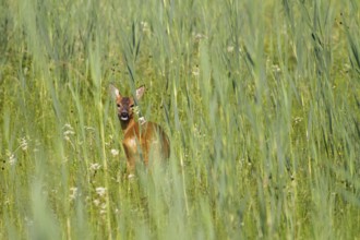 Roe deer in meadow (Capreolus capreolus), Upper Bavaria, Germany
