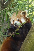 Red panda (Ailurus fulgens), cat bear, eats bamboo, China, zoo