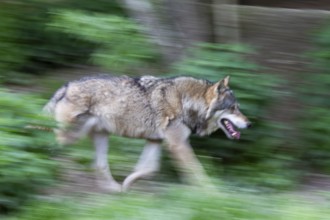 European gray wolf (Canis lupus), running, movement, Germany, Europe, captive